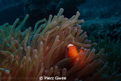 Clownfish is always a good subject for underwater photogr... by Pierz Gwee 